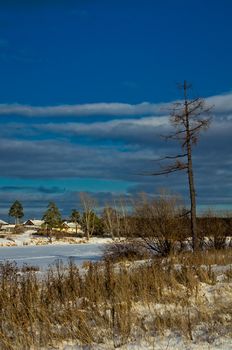 Winter and snow, pine tree by the road among snow and dry grass.