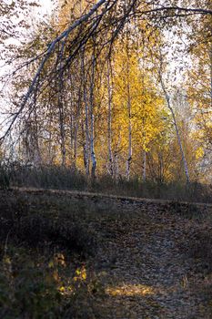 yellow birch leaves in the park. Asphalt pavement in the park and birch trees.