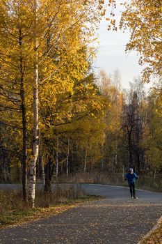 yellow birch leaves in the park. Asphalt pavement in the park and birch trees.