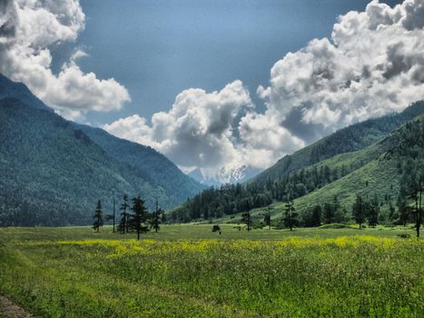 Nature is altai. Mountain landscape, forests and reservoirs of the altai.