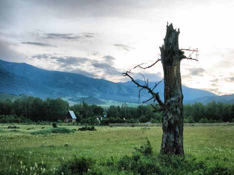 The trunk of the old dead deev against the background of the mountain forest landscape and the village house.