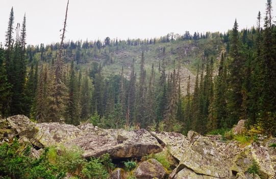 Autumn nature of the altai, forests and mountains.