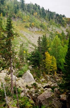Autumn nature of the altai, forests and mountains.