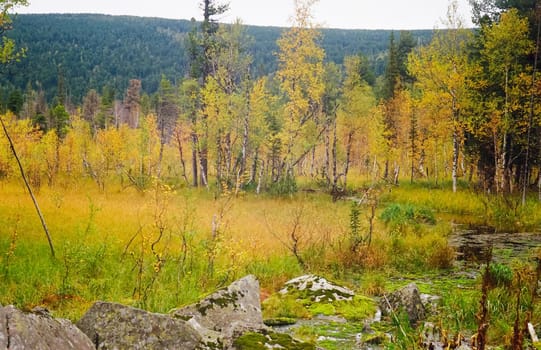 Autumn nature of the altai, forests and mountains.