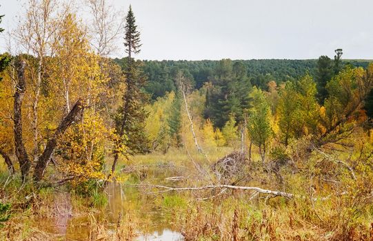 Autumn nature of the altai, forests and mountains.