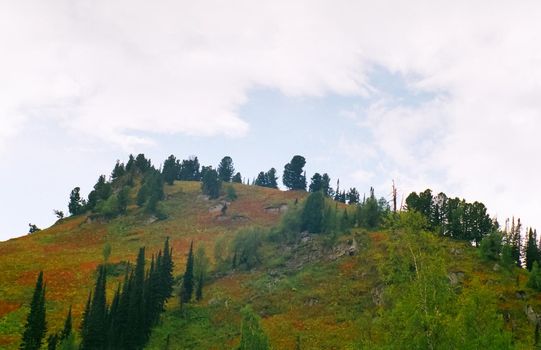 Autumn nature of the altai, forests and mountains.
