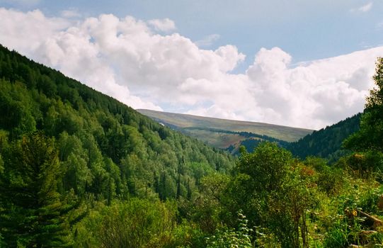 Landscape of the altai forests. Coniferous forests on the Altai.