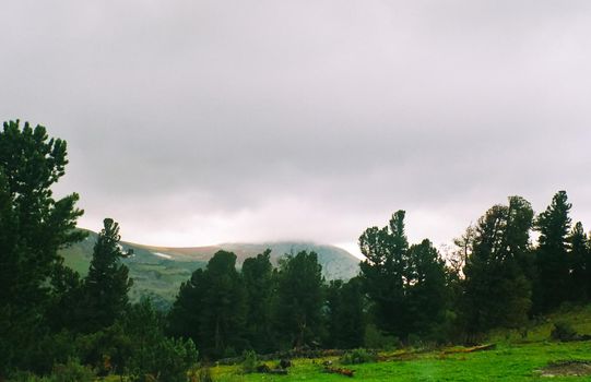Landscape of the altai forests. Coniferous forests on the Altai.