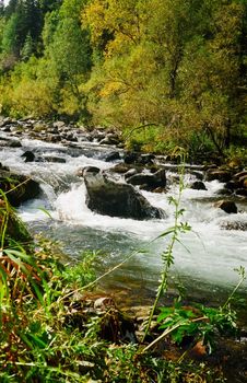 A small mountain river np Altai. Nature is altai.