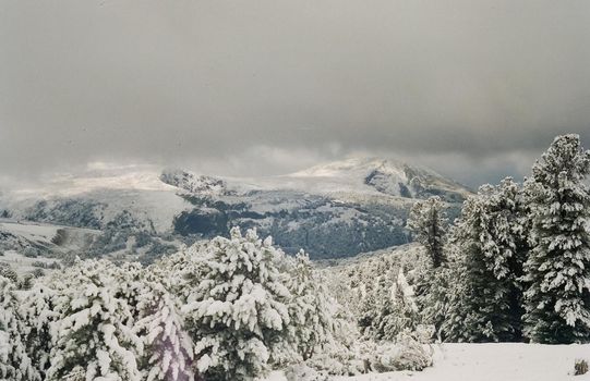 Winter Altai, mountains and forests in the snow. Winter came to the Altai and snow fell.