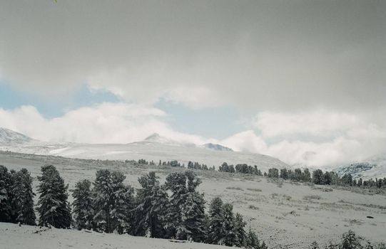 Winter Altai, mountains and forests in the snow. Winter came to the Altai and snow fell.