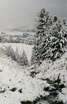 Winter Altai, mountains and forests in the snow. Winter came to the Altai and snow fell.