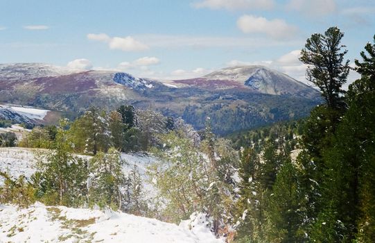 Winter Altai, mountains and forests in the snow. Winter came to the Altai and snow fell.