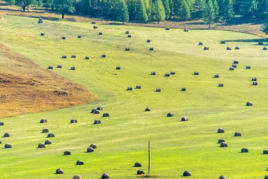 Bales of hay in a meadow. Harvesting hay for livestock feed.