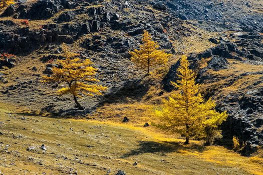Coniferous trees in the Altai Mountains. Landscape of forests and mountains.