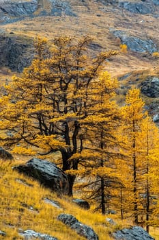 Coniferous trees in the Altai Mountains. Landscape of forests and mountains.