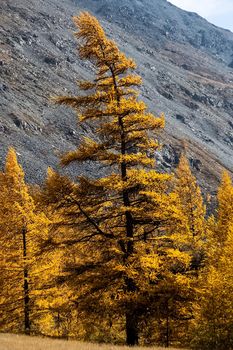 Coniferous trees in the Altai Mountains. Landscape of forests and mountains.