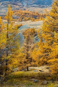 Coniferous trees in the Altai Mountains. Landscape of forests and mountains.