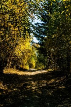 Coniferous trees in the Altai Mountains. Landscape of forests and mountains.