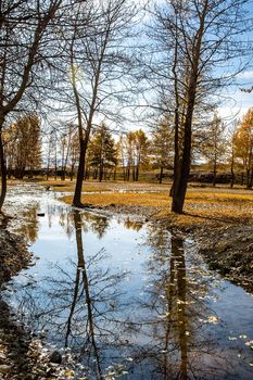 Golden autumn in the forests of the Altai. Yellow trees in autumn near the reservoir.