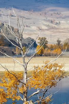 Golden autumn in the forests of the Altai. Yellow trees in autumn near the reservoir.