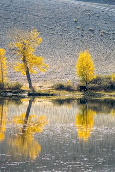 Golden autumn in the forests of the Altai. Yellow trees in autumn near the reservoir.