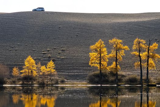 Golden autumn in the forests of the Altai. Yellow trees in autumn near the reservoir.