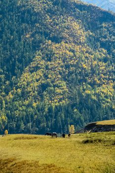 Horses graze in the meadows among the foothills of the Altai mountains
