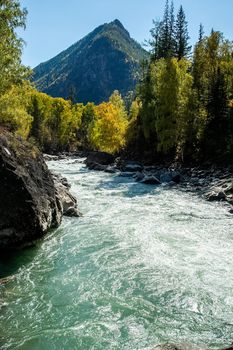 The mountain river flows over the rocks. The rivers are altai. Nature is altai.