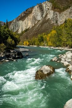 The mountain river flows over the rocks. The rivers are altai. Nature is altai.