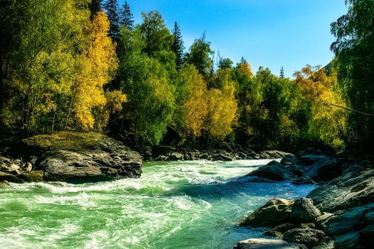 The mountain river flows over the rocks. The rivers are altai. Nature is altai.