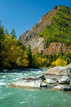 The mountain river flows over the rocks. The rivers are altai. Nature is altai.