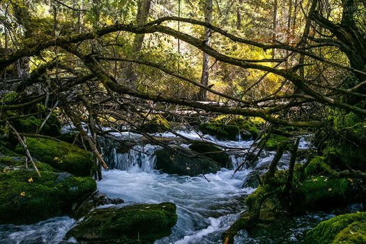 The mountain river flows over the rocks. The rivers are altai. Nature is altai.