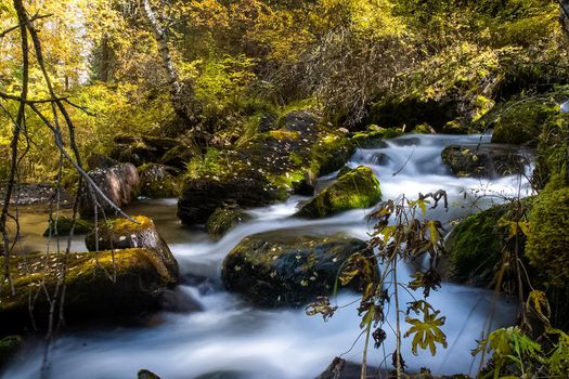 The mountain river flows over the rocks. The rivers are altai. Nature is altai.