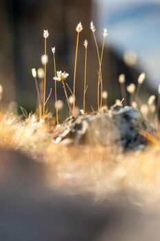 Plants in a meadow in Altai. Altai herbs and flowers.