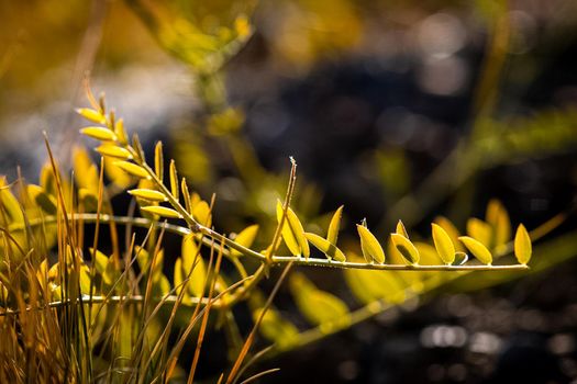 Plants in a meadow in Altai. Altai herbs and flowers.