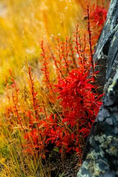 Plants in a meadow in Altai. Altai herbs and flowers.