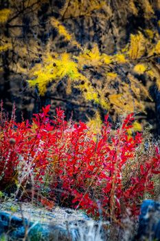 Plants in a meadow in Altai. Altai herbs and flowers.