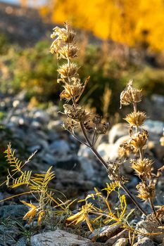 Plants in a meadow in Altai. Altai herbs and flowers.