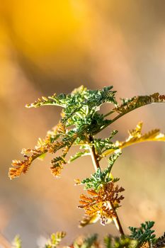 Plants in a meadow in Altai. Altai herbs and flowers.