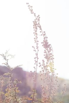 Plants in a meadow in Altai. Altai herbs and flowers.