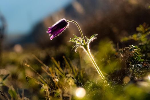 Plants in a meadow in Altai. Altai herbs and flowers.