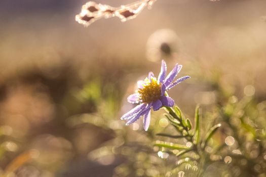 Plants in a meadow in Altai. Altai herbs and flowers.