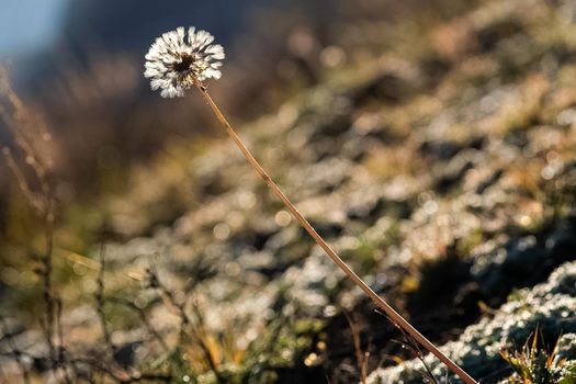 Plants in a meadow in Altai. Altai herbs and flowers.