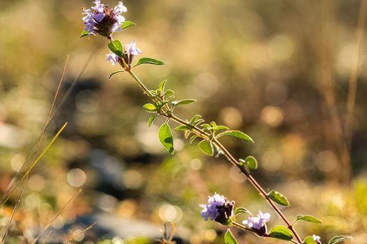 Plants in a meadow in Altai. Altai herbs and flowers.