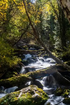 A small waterfall on a mountain river in the Altai. The Altai Mountain Rivers.