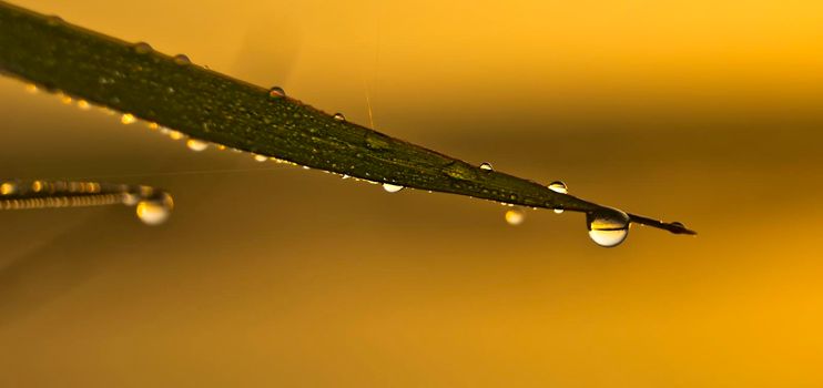 Drops of water on leaves of grass. Dew on the green grass.