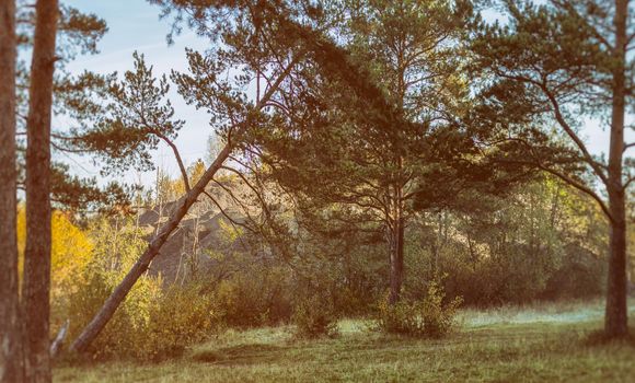 Nature landscape is forest and grass. Beautiful landscape.