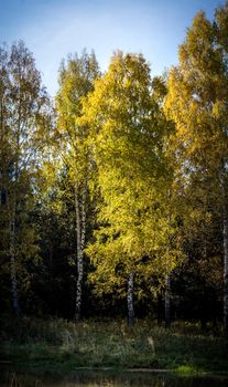 Nature landscape is forest and grass. Beautiful landscape.