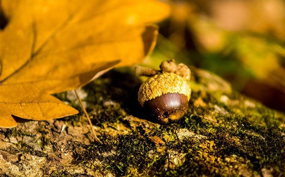 Acorn that fell under a tree on moss.